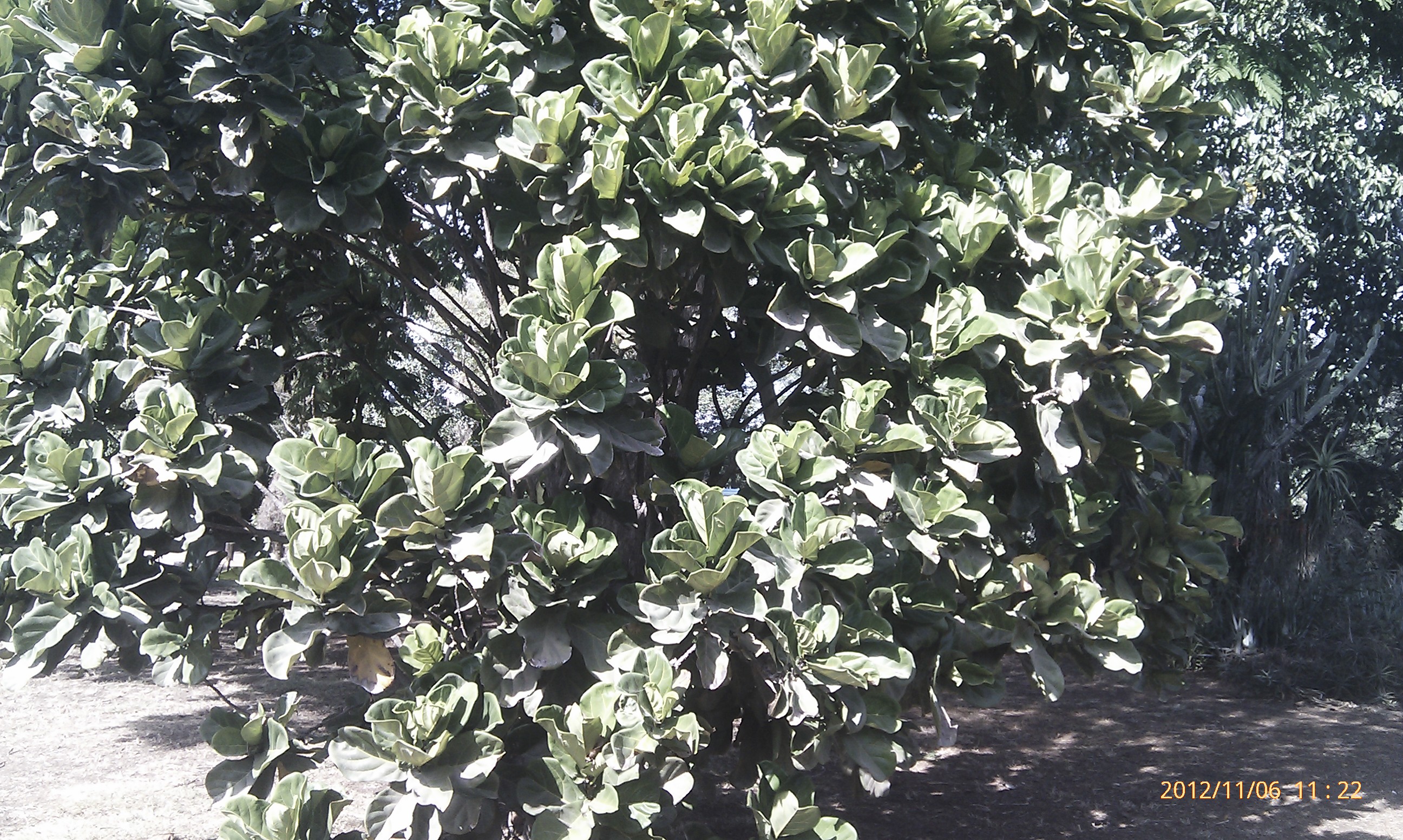 ficus lyrata